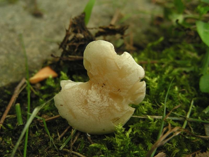 Clitocybe da determinare (cfr. Clitocybe phyllophila)